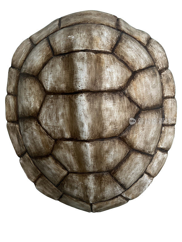 带路径的Turtle Shell